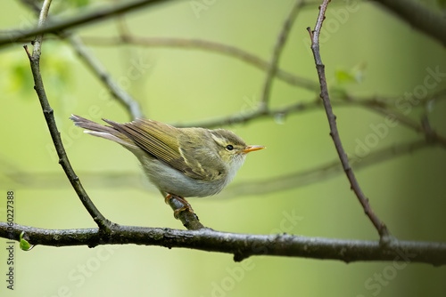 Fotografija Natural habitat portrait of a lemon-rumped warbler resting among leafy branches in a tranquil forest environment