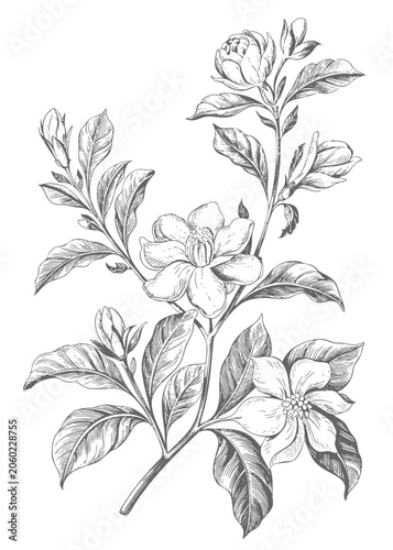 Φωτογραφία Frangipani flowers and buds on a leafy branch in vintage botanical engraving style