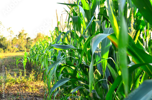 Corn Growth is a picture showing a corn field which is an agricultural product. There are corn plants and corn cobs with sun light.