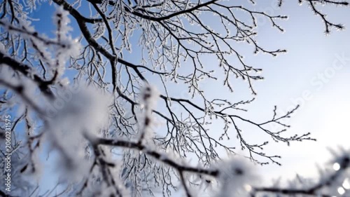 Delicate frost crystals adorn tree branches against a bright winter sky, showcasing intricate natural patterns.