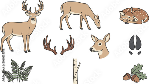Bild auf Leinwand White Tailed Deer Wildlife Vector Collection Featuring Buck Doe Fawn Antlers Tra