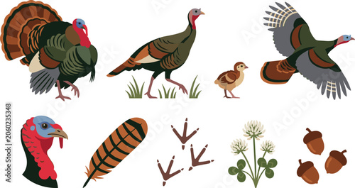 Canvastavla Wild Turkey Wildlife Vector Collection Featuring Adult Birds Poult Feather Track