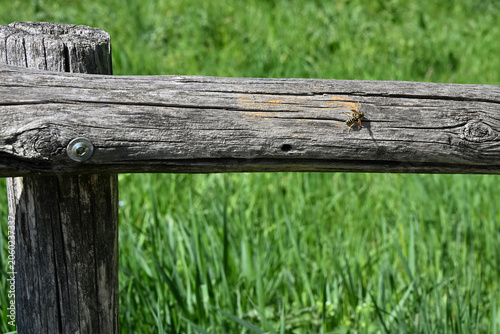 wasp on weathered wooden fence