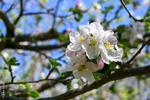 Close-up of apple blossoms in spring