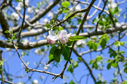Close-up of apple blossoms in spring