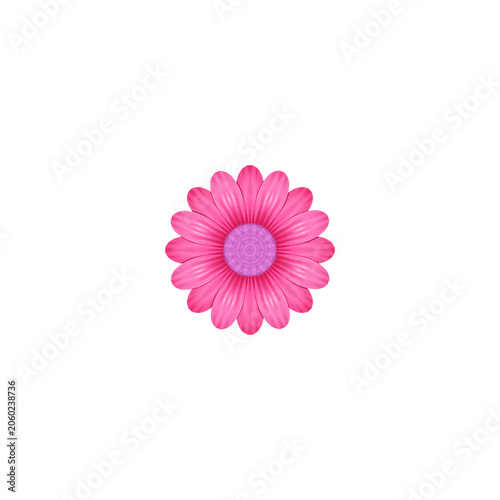 pink daisy flower on transparan background 