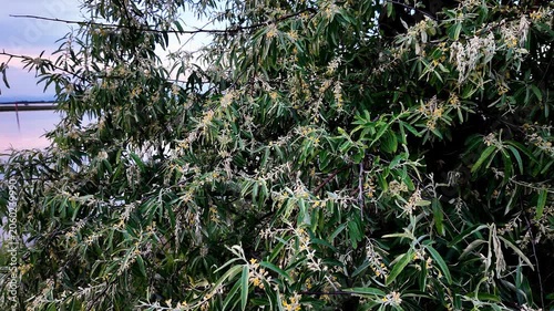 Flowering Russian olive in spring