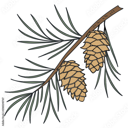 Pine Branch with Pinecones Vector Illustration on White Background
