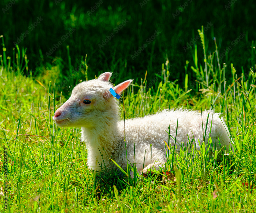 Naklejka premium Finnschaf-Lamm auf einer grünen Wiese im Sonnenlicht
