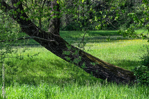 Mature tree with a leaning trunk growing in a lush green meadow