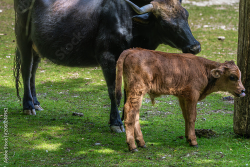 Schilderij op canvas Family of Heck cattle, Bos primigenius taurus or aurochs in a German park
