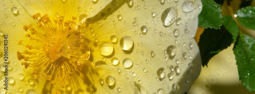Yellow Flower Rose Close-Up With Water Drops: Macro Image of Delicate Petals ...