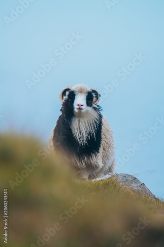 Sheep in Faroe Islands