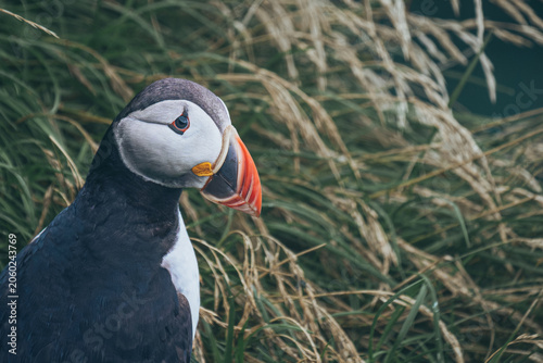 atlantic puffin bird