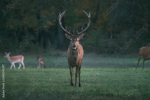 deer in the woods
