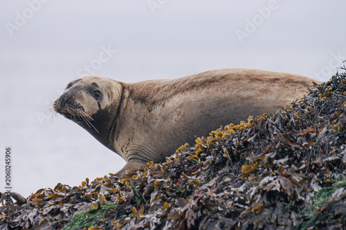 california sea lion on a rock