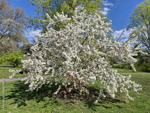 Kirschblüte im Frühling im Park