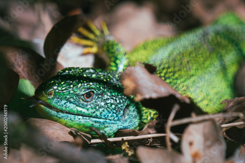 green lizard on the ground