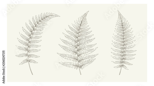 Εκτύπωση καμβά Vintage fern leaf botanical illustrations, hand drawn forest foliage sketches, s