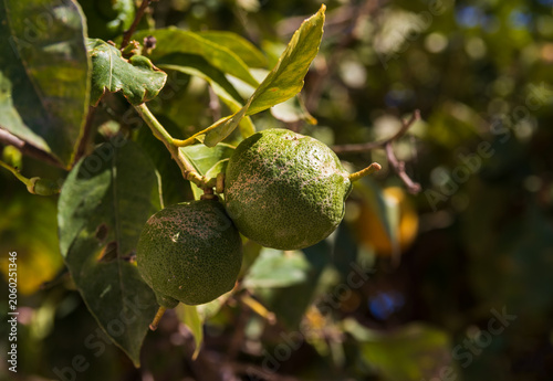 Close-up detail of a green unripe lemon fruit growing on a branch of a citrus tree in a sunny garden in Gouves, Crete, Greece