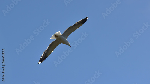 Gull soaring across a blue sky