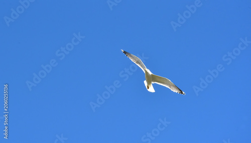 Gull soaring across a blue sky