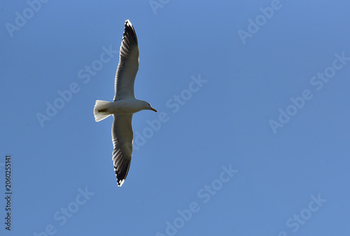 Gull soaring across a blue sky