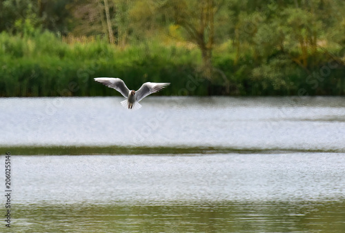 black headed gull over the water
