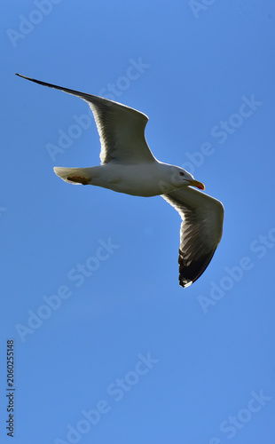 Gull soaring across a blue sky