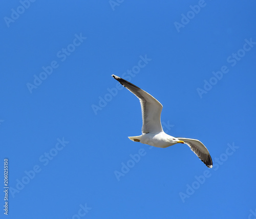 Gull soaring across a blue sky