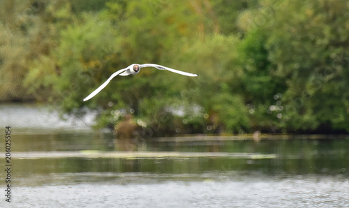 black headed gull over the water
