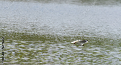 black headed gull over the water