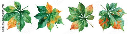 Foto Hand painted watercolor horse chestnut leaves transitioning from green to warm o