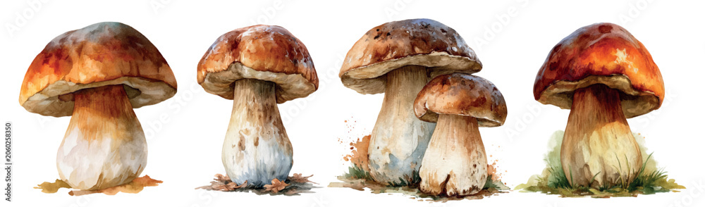 Obraz premium Watercolor porcini mushrooms collection showcasing hand drawn boletus edulis fungi, isolated on a white background, perfect for culinary and botanical themes