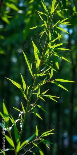 Green bamboo branch with bright emerald leaves stretching up to the light, texture, ||natural
