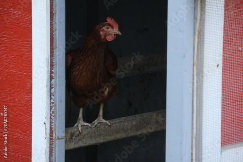 Photos A lone egg laying hen roosting inside a red chicken coop on a farm