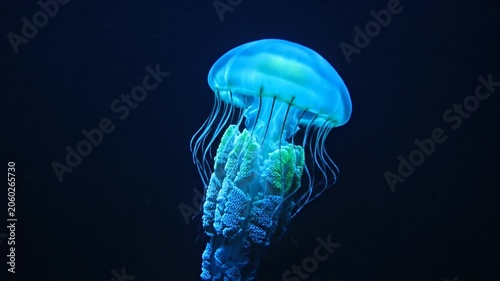 Ethereal Blue Jellyfish Floating in Dark Ocean Depths