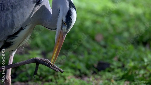 Grey Heron (Ardea cinerea) apparently cleaning its feet with its beak. London, UK. [Slow motion x4]