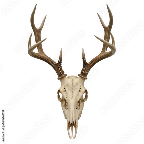 Deer skull with antlers and intricate patterns