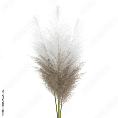 Fluffy pampas grass with soft white and beige plumes