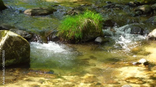 初夏の光が差し込む美しい渓流の風景（山梨県山梨市）