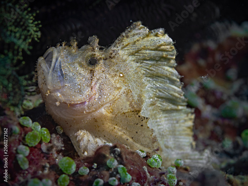 Foto Leaf Scorpionfish (Scorpion Leaffish, Paperfish) - Taenianotus triacanthus - Sch