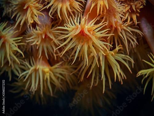 Fotografie Orange Cup Coral, Orange-Gelbe Kelchkoralle (Tubastraea faulkneri)