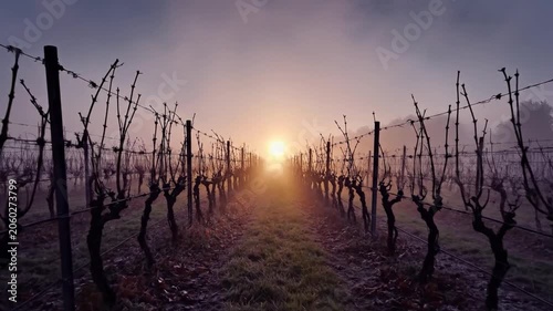 Ethereal Sunrise Over a Foggy Winter Vineyard with Frosty Grapevines