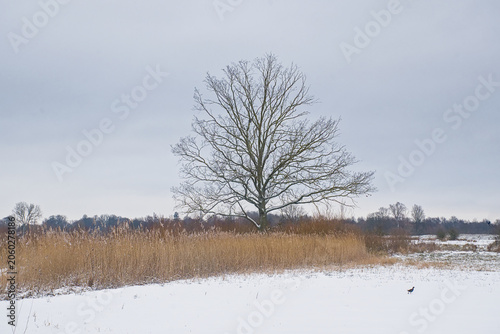 Photos bare oak and reed field in a winter marsh landscape with snow in Bourgoyen natur