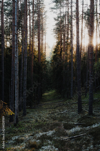 Sunlit Pine Forest Path Through Dense Woodland at Golden Hour
