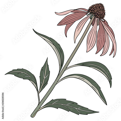 Pink Echinacea Flower Vector Illustration on White Background