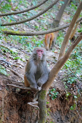 Quadro su tela Rhesus macaque sitting on a tree in a forest