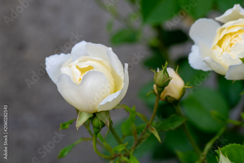 creamy white roses symbolising charm and thoughtfulness