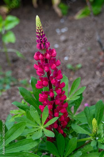 close up of beautiful bright pink lupin flower